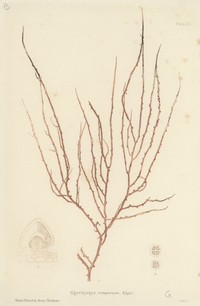 British Sea-Weed by English School